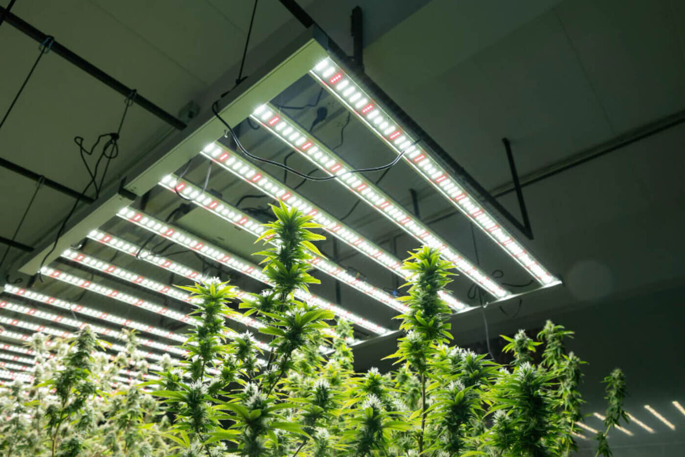 indoor cannabis growing operation