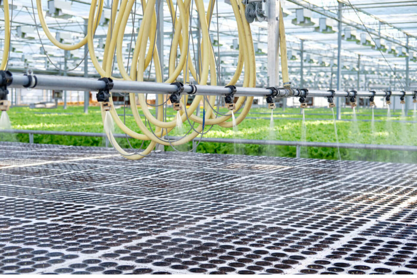 Aeroponics Irrigation System for Cannabis