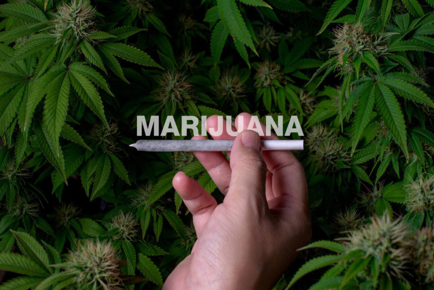 Marijuana crops