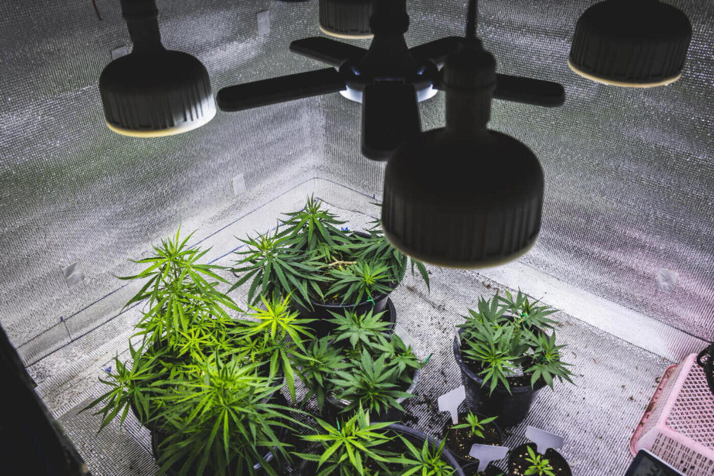 indoor cannabis grow