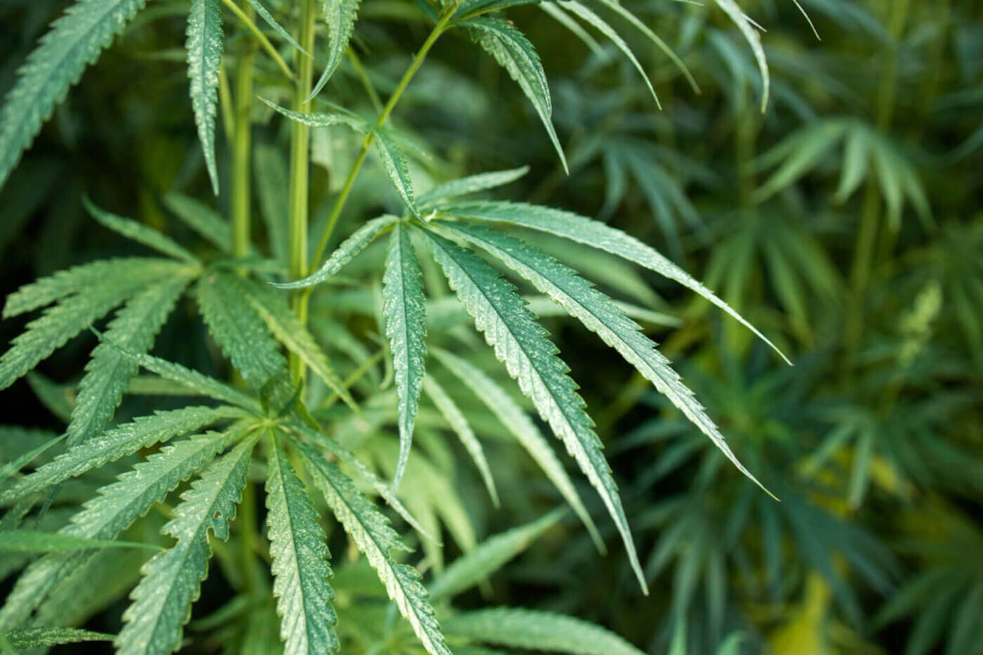 growing cannabis plants