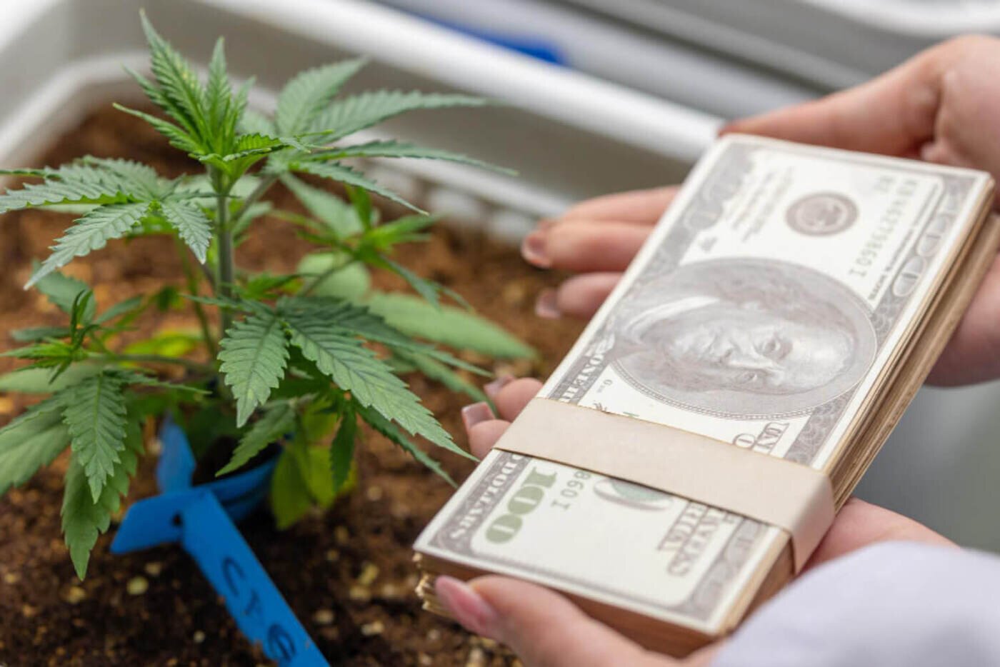 Saving Money on Cannabis Wholesale