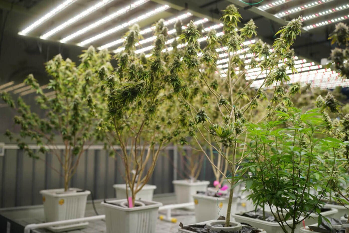 indoor cannabis growth