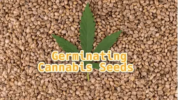 Germinating Cannabis Seeds